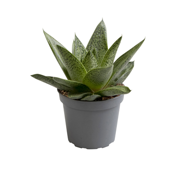 Aloe dichotoma Tiga F00000880