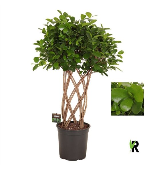 Fikus microcarpa moclame micr  Moclame double braided mat 12 pp 110cm 27cm Q2976