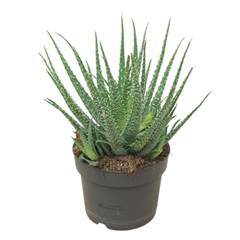 Aloe humilis F00004624