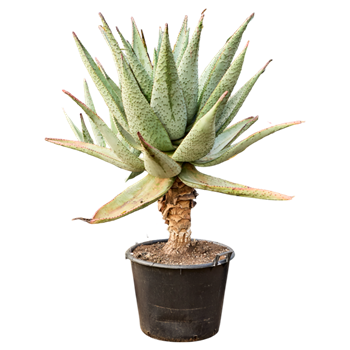 Aloe marlothii 5ALMARS52