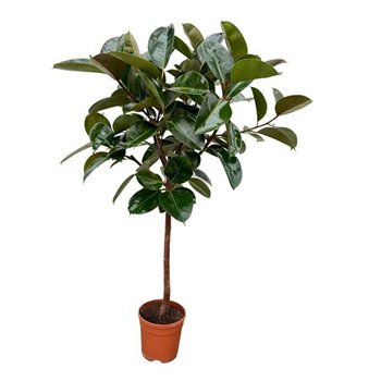 Fikus elastica robusta Elastica Robusta - 140cm 1 pp 140cm 22cm Q2983