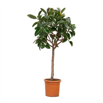 Fikus elastica robusta Elastica Robusta - 180cm 1 pp 180cm 40cm Q2986