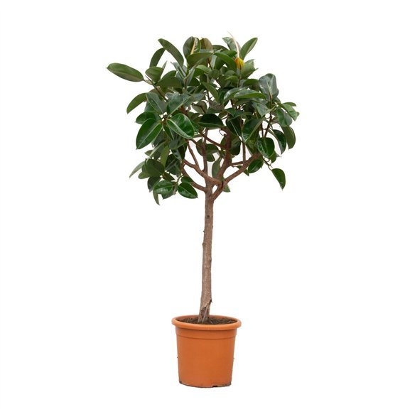 Fikus elastica robusta Elastica Robusta - 180cm 1 pp 180cm 40cm Q2986