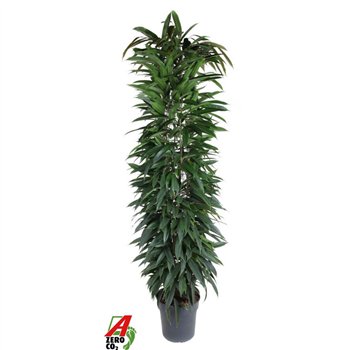 Fikus binnendijkii alii king Alii zuil P32 (NO GAP)pp 180cm 32cm Q2992