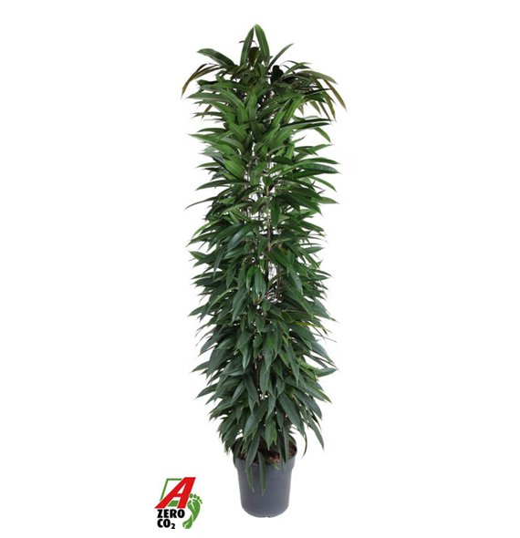 Fikus binnendijkii alii king Alii zuil P32 (NO GAP)pp 180cm 32cm Q2992