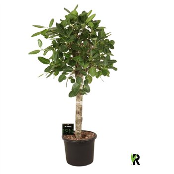 Fikus benghalensis audrey bengh  Audrey on stem 1 pp stems plnt 180cm 45cm Q2993
