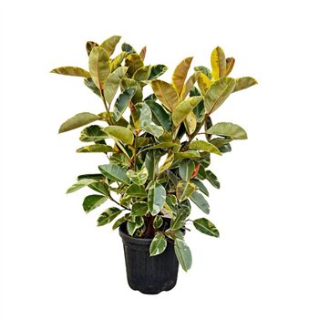 Fikus elastica tineke Elastica Tineke struik - 130cm 1 pp 130cm 35cm Q2994