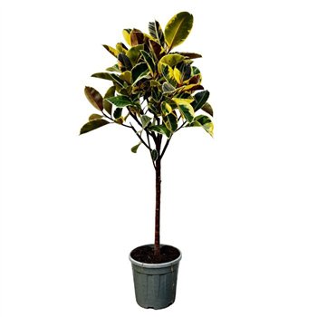 Fikus elastica tineke Elastica Tineke boom - 160cm 1 pp 160cm 30cm Q2995