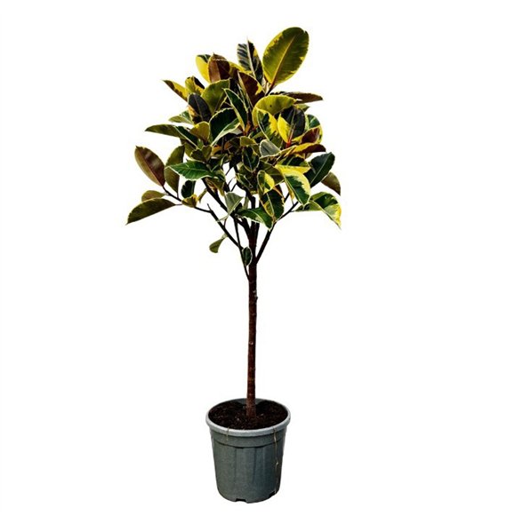 Fikus elastica tineke Elastica Tineke boom - 160cm 1 pp 160cm 30cm Q2995