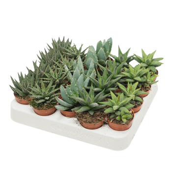 Aloë/Haworthia mix F00002116