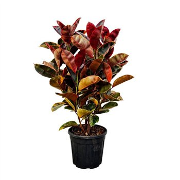 Fikus elastica belize Elastica Belize struik - 130cm 1 pp 130cm 35cm Q2997