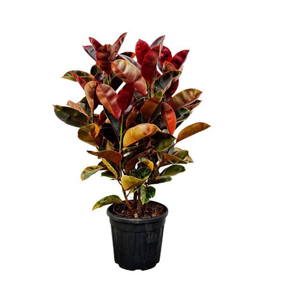 Fikus elastica belize Elastica Belize struik - 130cm 1 pp 130cm 35cm Q2997