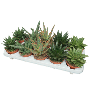 Aloë/Haworthia mix F00002692