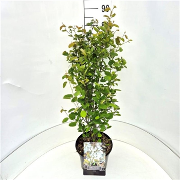 Amelanchier lamarckii F00008275