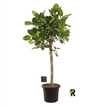 Fikus benghalensis audrey bengh  Audrey on stem 1 pp stems plnt 180cm 40cm Q3002