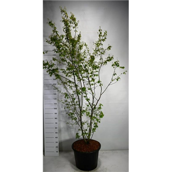 Amelanchier lamarckii F00005274