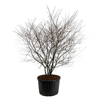 Amelanchier lamarckii F00007155