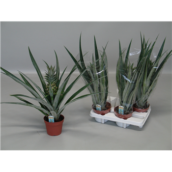 Ananas Champaca F00000578
