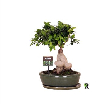 Fikus microcarpa ginseng micr  Ginseng in keram ovaal bowl with schotel green 1 pp 40cm 30cm Q3015