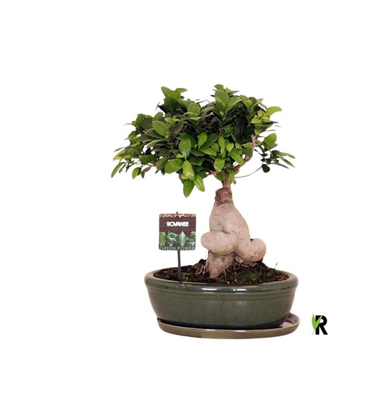 Fikus microcarpa ginseng micr  Ginseng in keram ovaal bowl with schotel green 1 pp 40cm 30cm Q3015