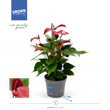 Anthurium 'Banderola Lava' F00001977