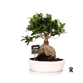 Fikus microcarpa ginseng micr  Ginseng in keram ovaal bowl with schotel wit 1 pp 40cm 30cm Q3017