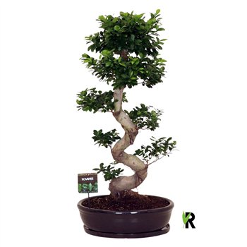 Fikus microcarpa ginseng micr  S-type in ceramic ovaal bowl with schotel zwart 1 pp 140cm 60cm Q3020