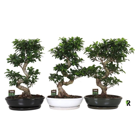 Fikus microcarpa ginseng micr  S-type in ceramic ovaal bowl with schotel mixed 1 pp 85cm 45cm Q3022