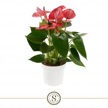 Anthurium 'Livium Ruby' F00004484