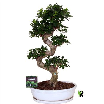 Fikus microcarpa ginseng micr  S-type in keram ovale bowl with schotel wit 1 pp 110cm 50cm Q3023