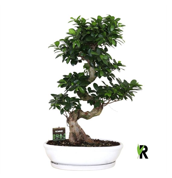 Fikus microcarpa ginseng micr  S-type in ceramic ovaal bowl with schotel wit 1 pp 85cm 45cm Q3024