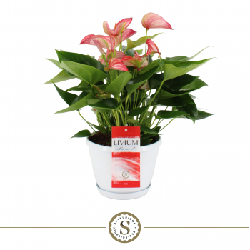 Anthurium 'Livium' F00000206