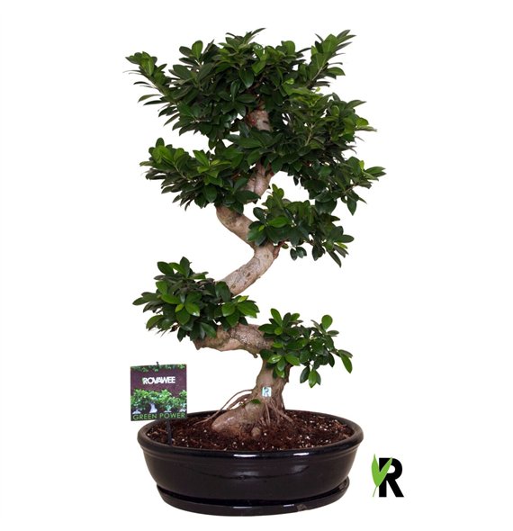 Fikus microcarpa ginseng micr  S-type in keram ovale bowl with schotel zwart 1 pp 110cm 50cm Q3026