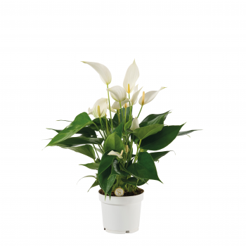 Anthurium 'Mille Fleurs Cava' F00000043
