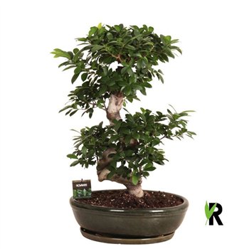 Fikus microcarpa ginseng micr  S-type in ceramic ovaal bowl with schotel green 1 pp 85cm 45cm Q3027