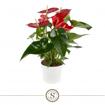 Anthurium 'Minnesota' F00000048