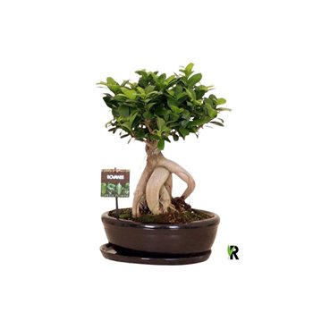 Fikus microcarpa ginseng micr  Ginseng in keram ovaal bowl with schotel zwart 1 pp 40cm 30cm Q3032
