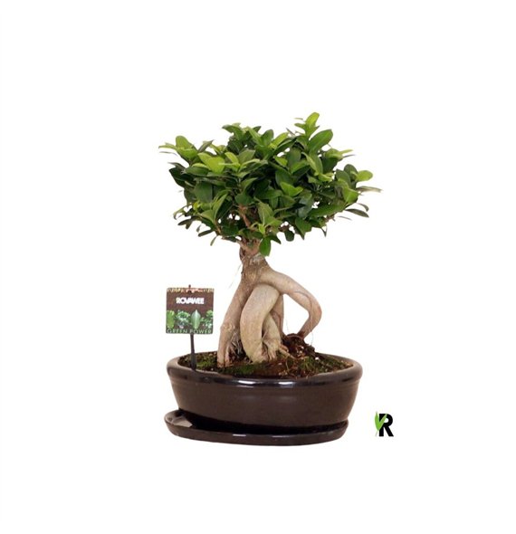 Fikus microcarpa ginseng micr  Ginseng in keram ovaal bowl with schotel zwart 1 pp 40cm 30cm Q3032