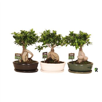 Fikus microcarpa ginseng micr  Ginseng in keram ovaal bowl with schotel mixed 1 pp 40cm 30cm Q3033