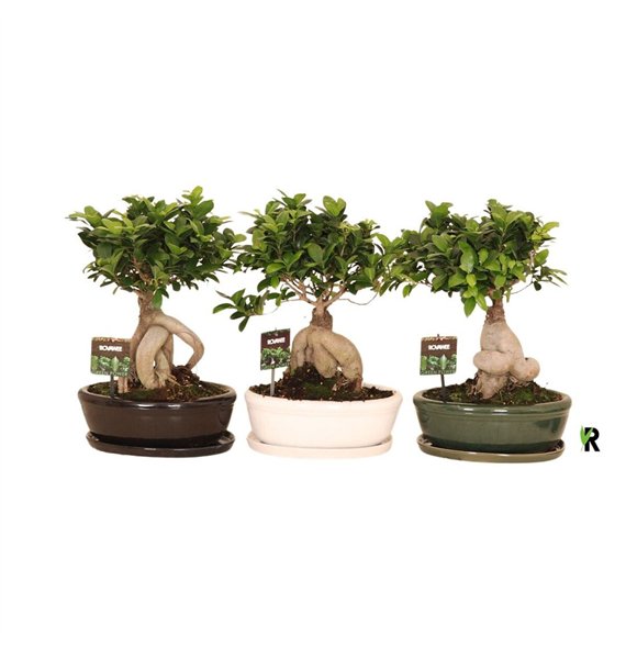 Fikus microcarpa ginseng micr  Ginseng in keram ovaal bowl with schotel mixed 1 pp 40cm 30cm Q3033