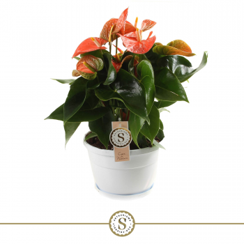 Anthurium 'Orange Champion' F00000240