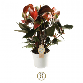 Anthurium 'Rainbow Champion' F00000232