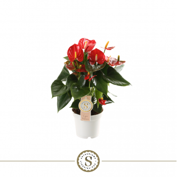 Anthurium 'Red Champion' F00000215