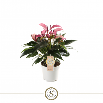 Anthurium 'Zizou' F00000235