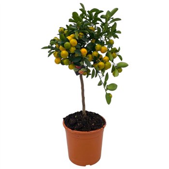 Citrus microcarpa Calamondin  on stem 65cm 21cm Q3068