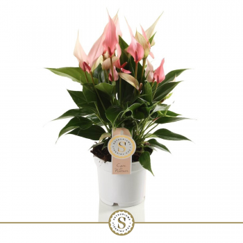 Anthurium Lilli F00000836