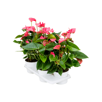 Anthurium andraeanum 'Pink Champion' 4/tray 4ANANBP22