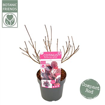 Cotinus coggygria cog  Lilla ® 50cm 19cm Q3162