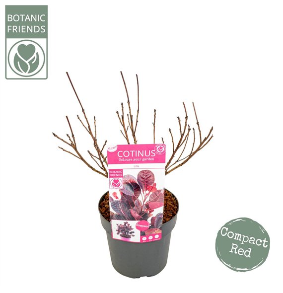 Cotinus coggygria cog  Lilla ® 50cm 19cm Q3162