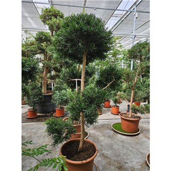Podocarpus nivalis macrophylla1 pp 250cm 60cm Q3164